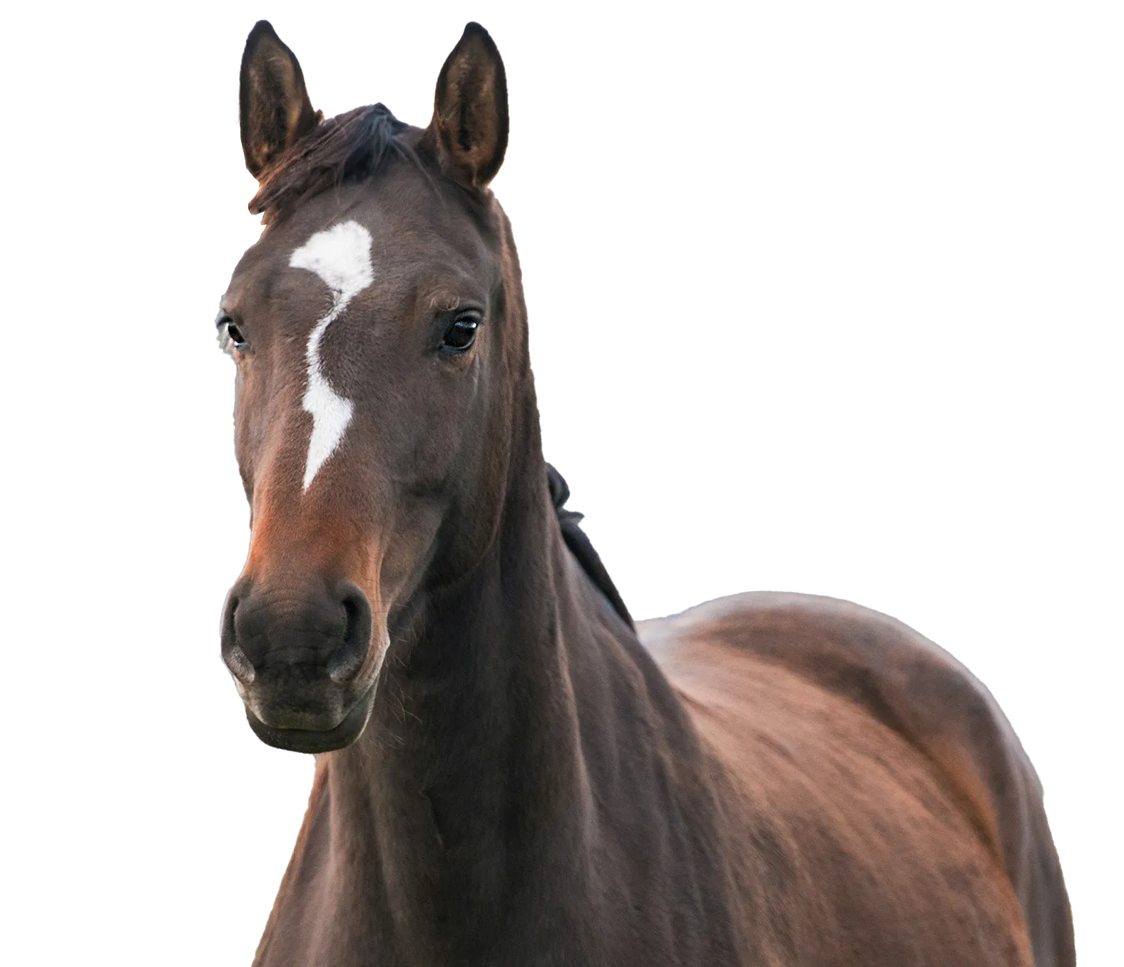 Brun häst poserar mot ljus bakgrund med uppmärksam blick