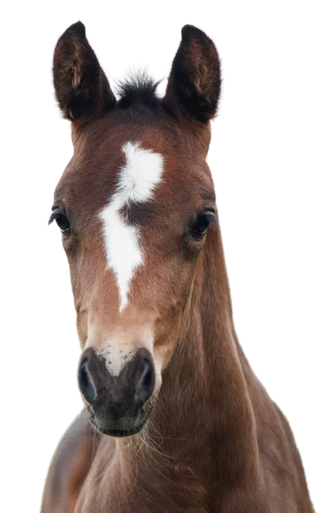 Sveland Fosterforsakring HERO NY2