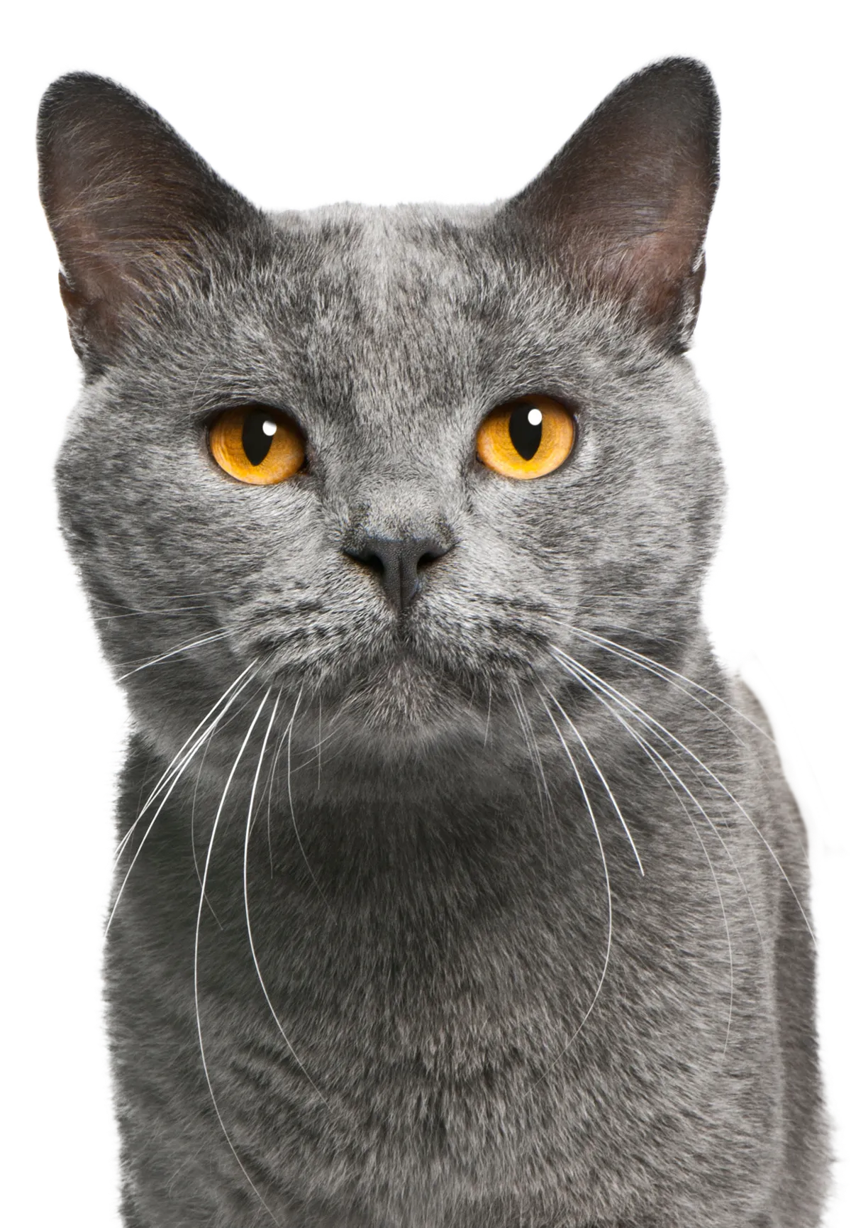 Porträtt av en ståtlig British Shorthair med gula ögon