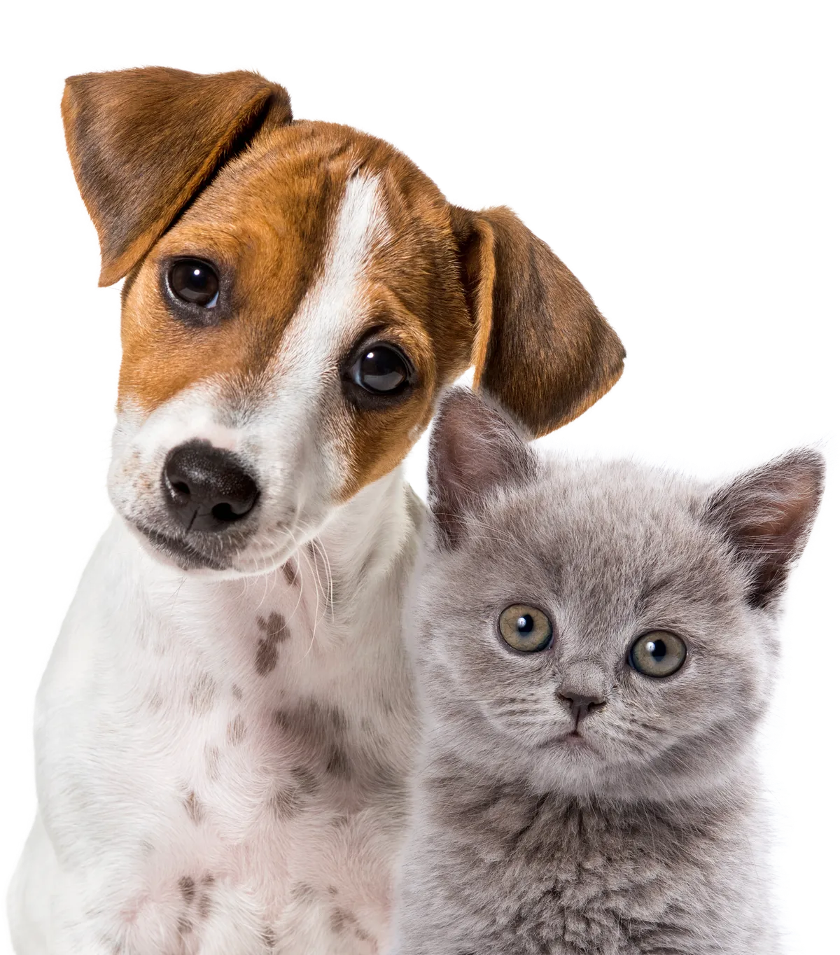Söt valp och kattunge poserar tillsammans mot vit bakgrund