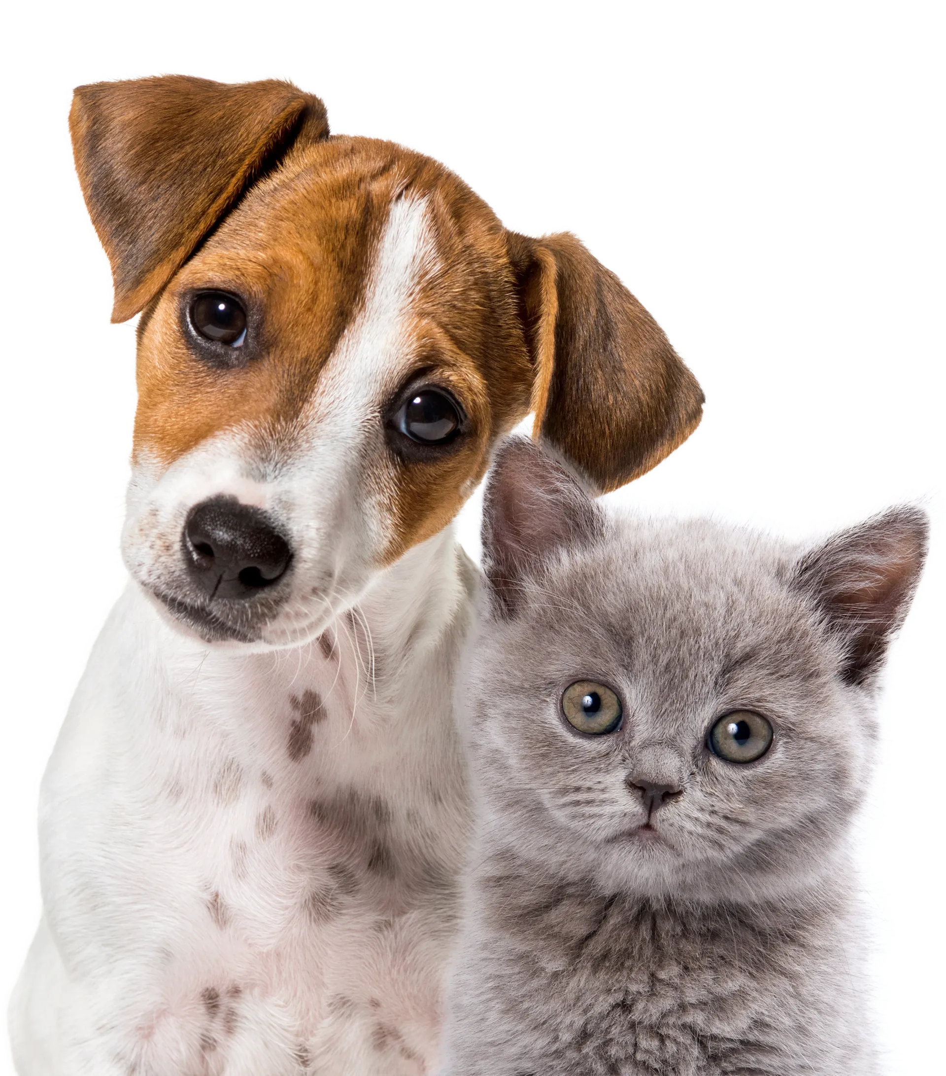 Söt valp och kattunge poserar tillsammans mot vit bakgrund
