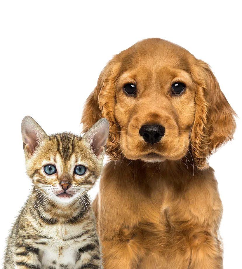 Hund och katt poserar tillsammans i studiobelysning