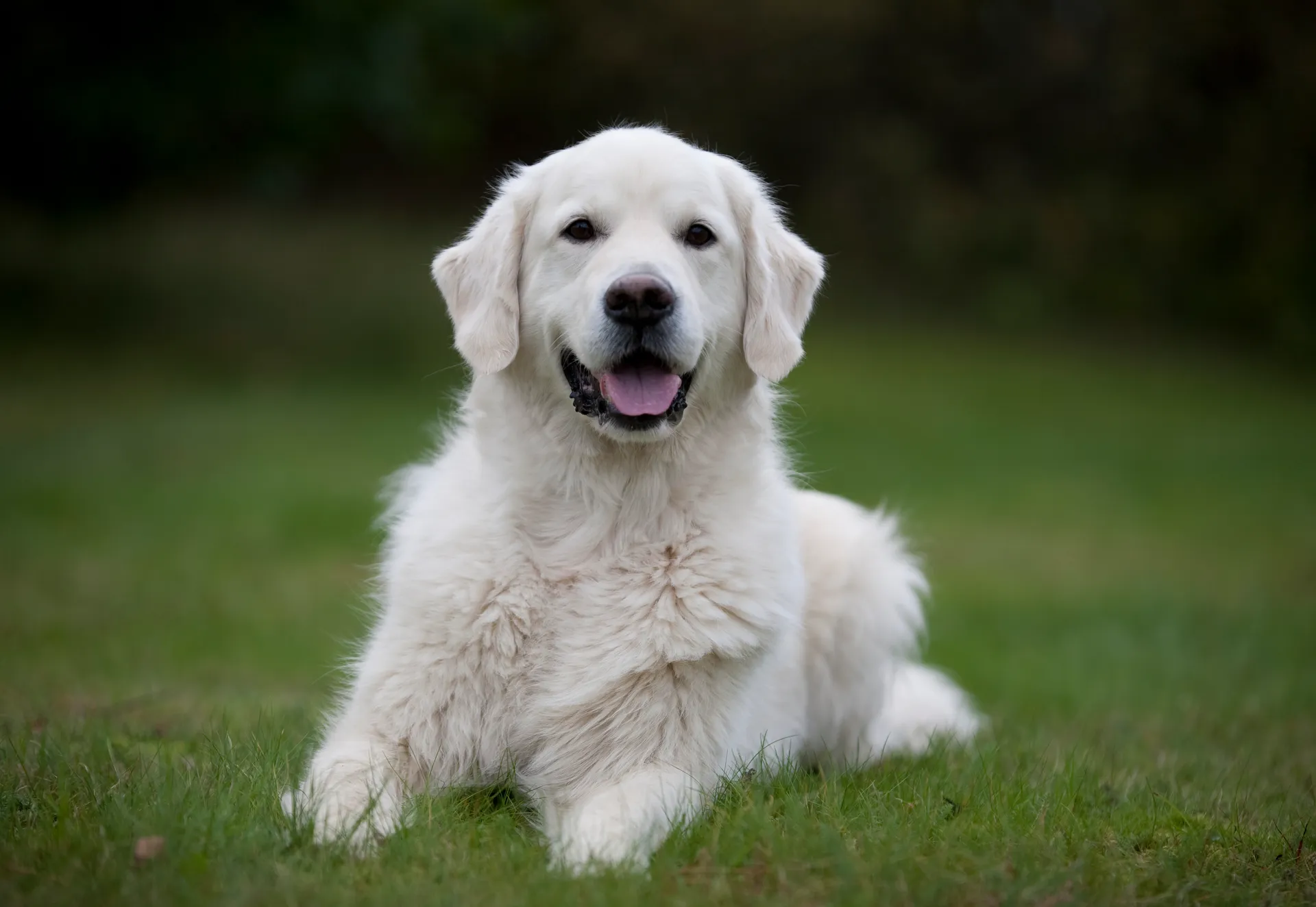 Golden retriever