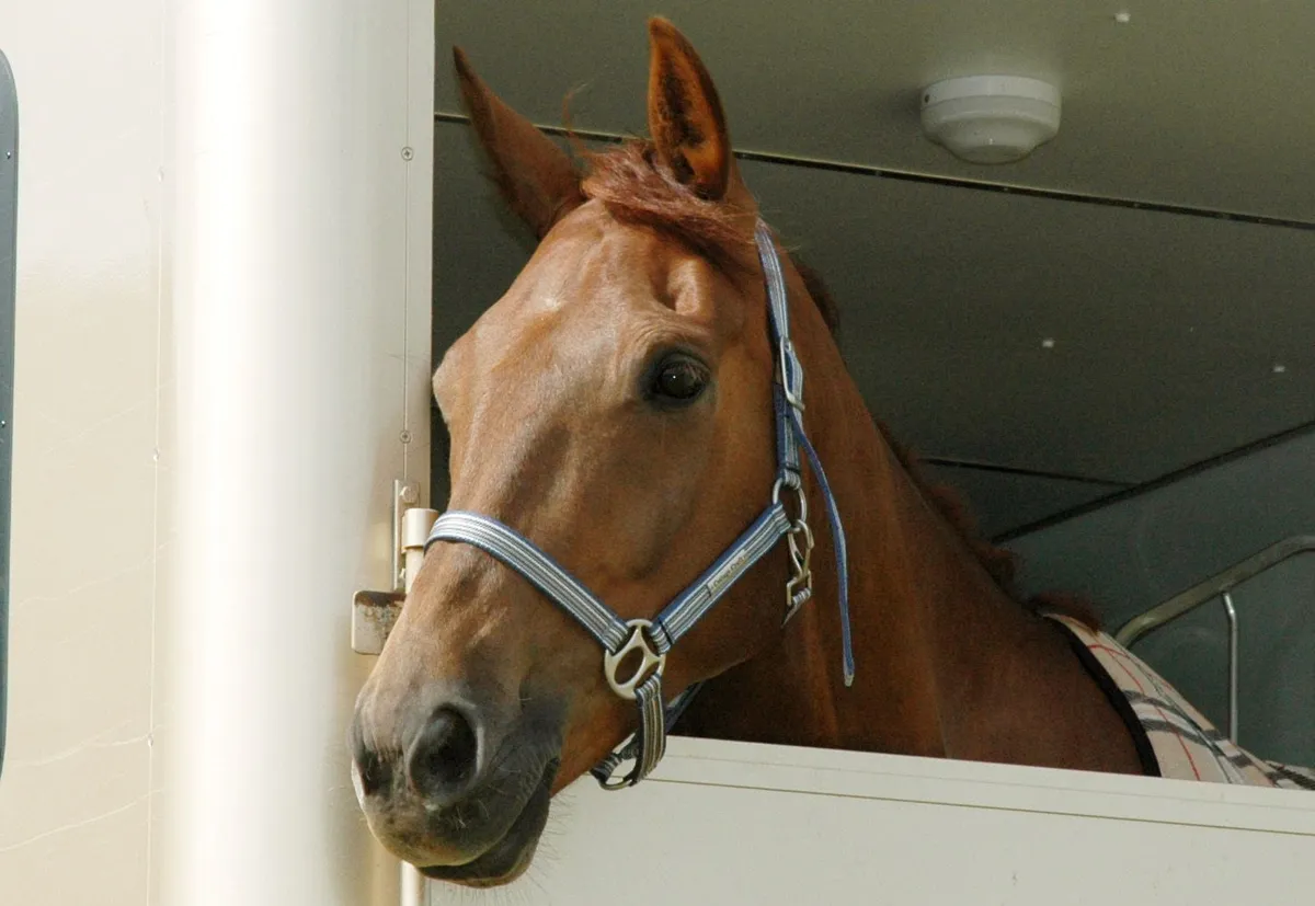 Häst i transport