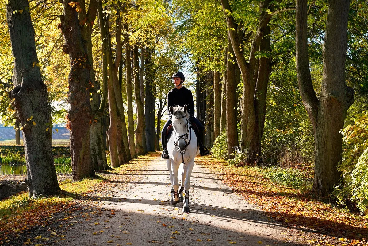 Vit häst, rider, vi äger
