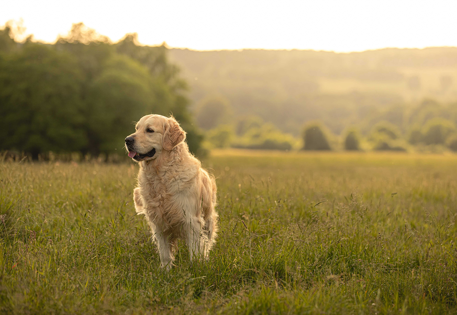 i går Tilskyndelse Ananiver Allergi hos hund - symptom, diagnos och behandling | Sveland  Djurförsäkringar