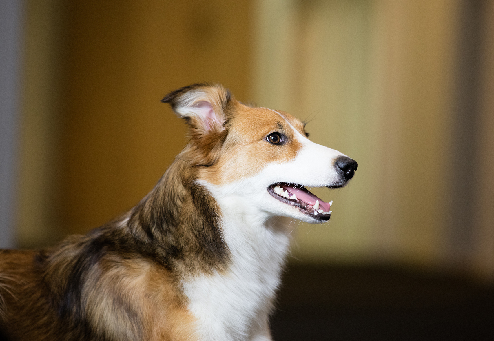 eskalere Compulsion leksikon Orsaker till att hunden kräks | Sveland Djurförsäkringar