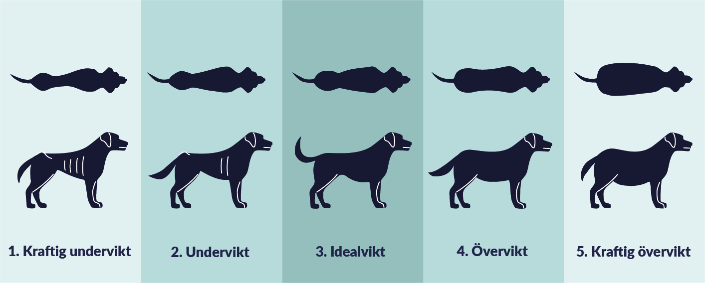 Hundfetma - så om din hund är överviktig | Sveland Djurförsäkringar