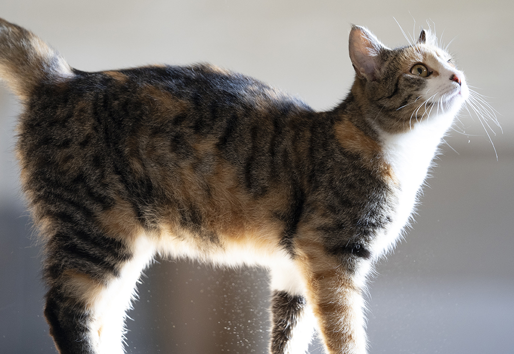 Diskurs Sygeplejeskole glemsom Kattens dräktighet – så här tar du hand om en dräktig katt | Sveland  Djurförsäkringar